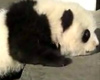It's hard work being a baby panda