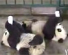 Baby pandas eating movie