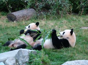 Threats to the Survival of the Giant Panda