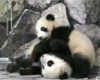 Panda playfight movie
