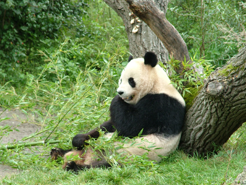 Panda Eating 2