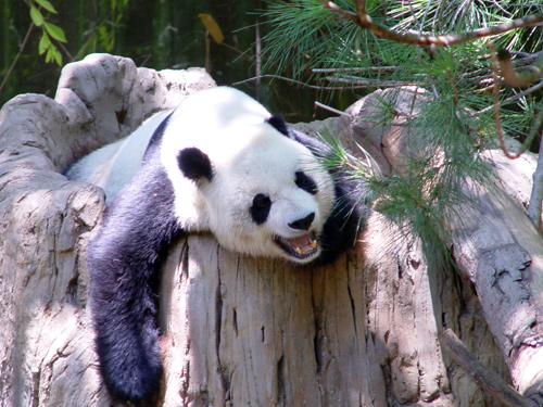 Panda Laughing
