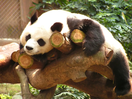 Panda Sleeping 2